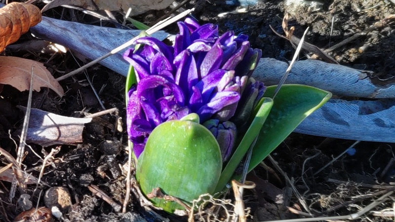 ヒヤシンスの花 東京都大田区平和島公園