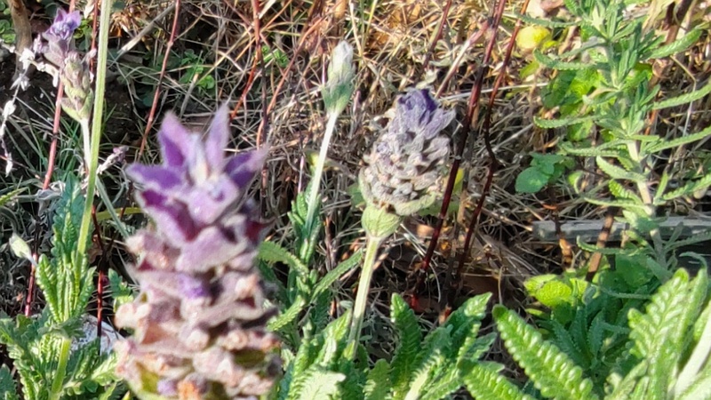 ラベンダーの花 東京都大田区平和島公園