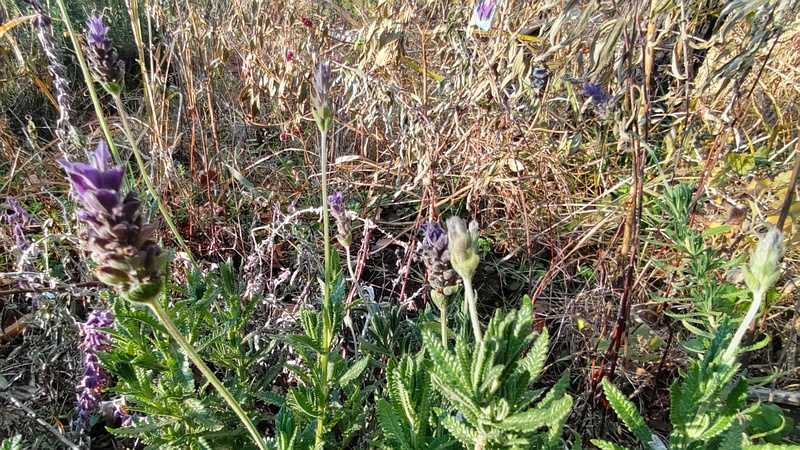 ラベンダーの花 東京都大田区平和島公園