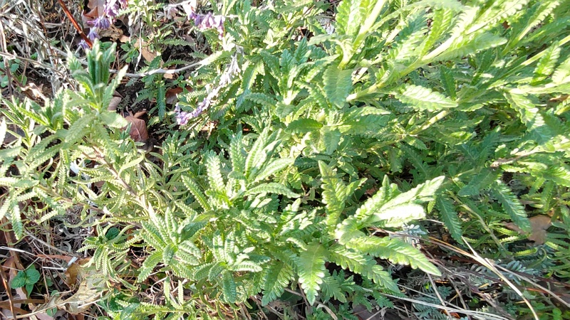 ラベンダーの花 東京都大田区平和島公園