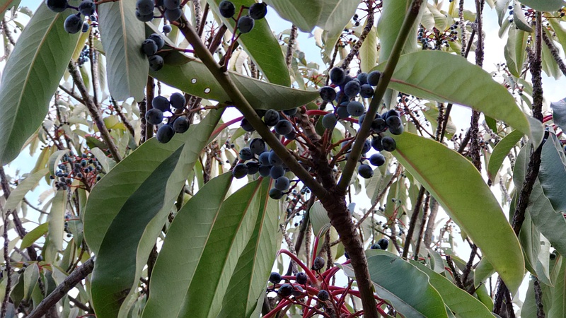 ユズリハの果実 東京都大田区平和の森公園