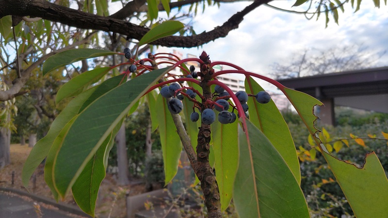 ユズリハの果実 東京都大田区平和の森公園