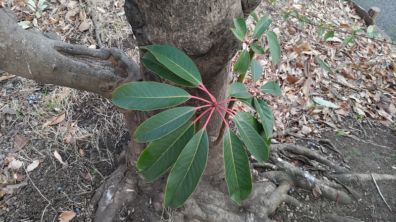 ユズリハ 東京都大田区平和の森公園
