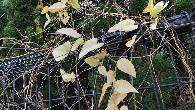 アオツヅラフジ 東京都大田区平和の森公園