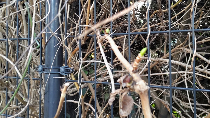 アオツヅラフジの芽 東京都大田区平和の森公園
