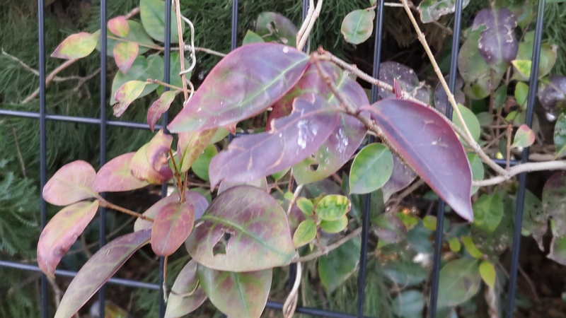 アオツヅラフジ 東京都大田区平和の森公園