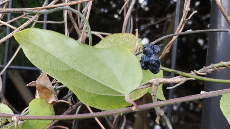 アオツヅラフジ 東京都大田区平和の森公園