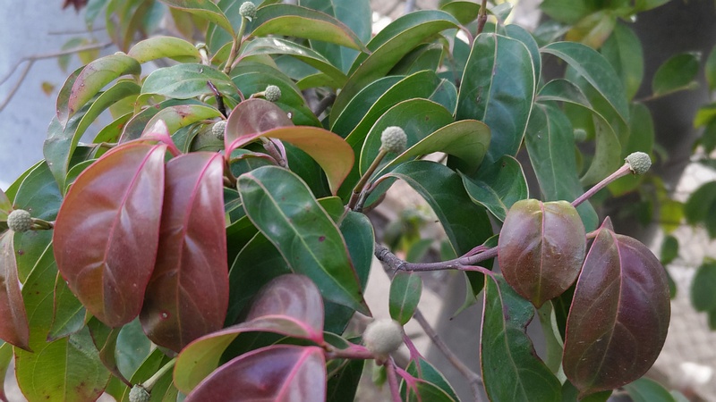 ヤマボウシの果実 東京都大田区平和島公園