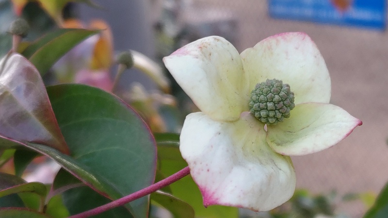 ヤマボウシの花 東京都大田区平和島公園