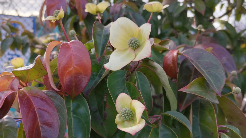 ヤマボウシの花と果実 東京都大田区平和島公園