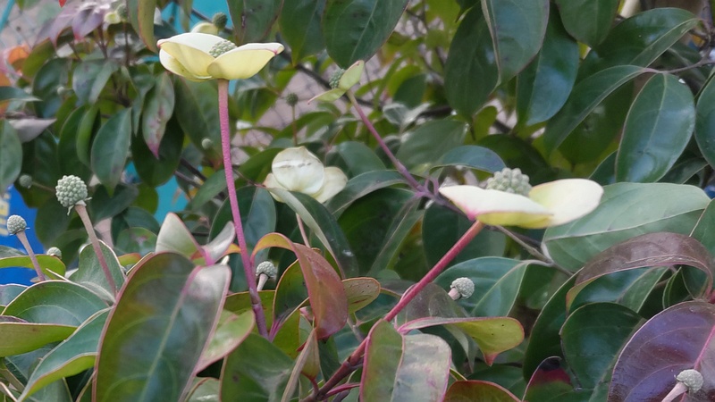 ヤマボウシの花と果実 東京都大田区平和島公園