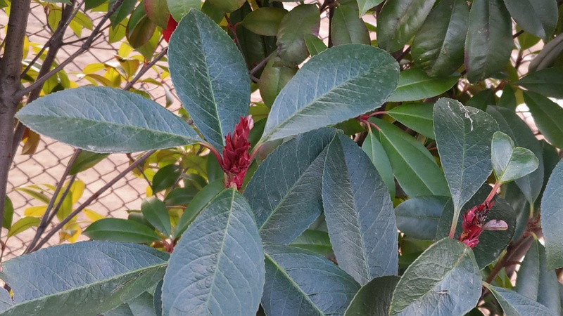カナメモチの芽 東京都大田区平和島公園