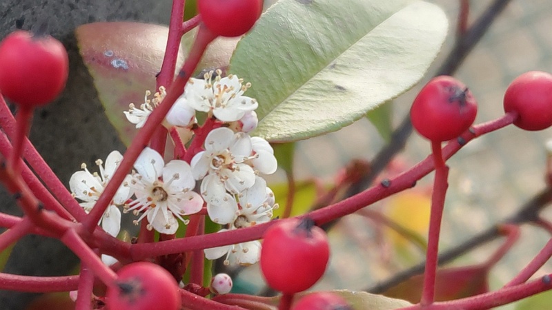 カナメモチの果実と花 東京都大田区平和島公園