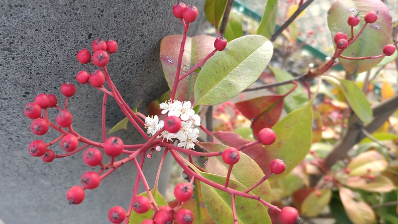 カナメモチの果実と花 東京都大田区平和島公園