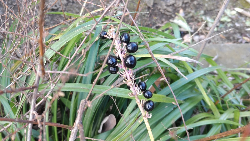ヤブランの果実 東京都大田区平和島公園