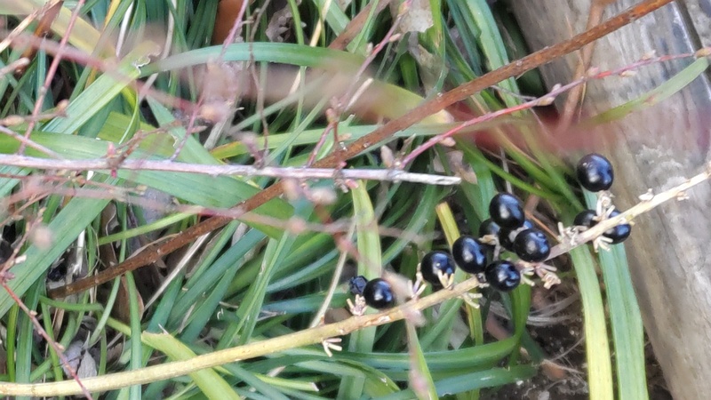 ヤブランの果実 東京都大田区平和島公園