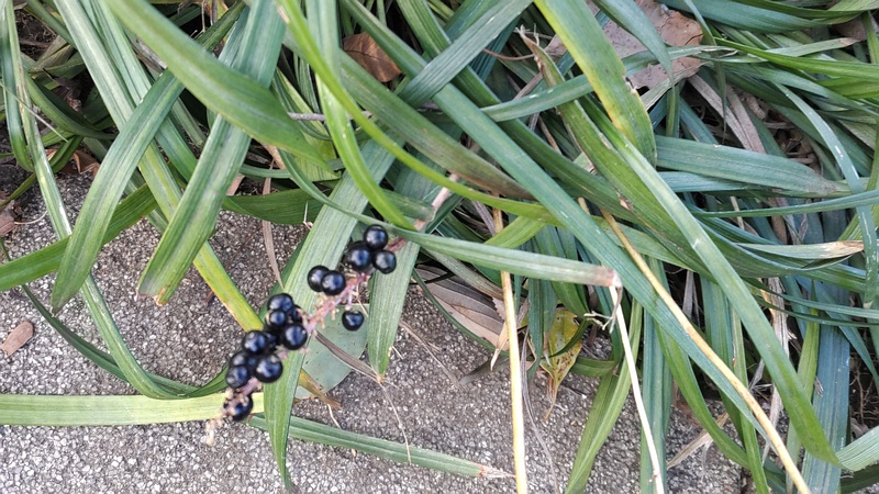 ヤブランの果実 東京都大田区平和島公園