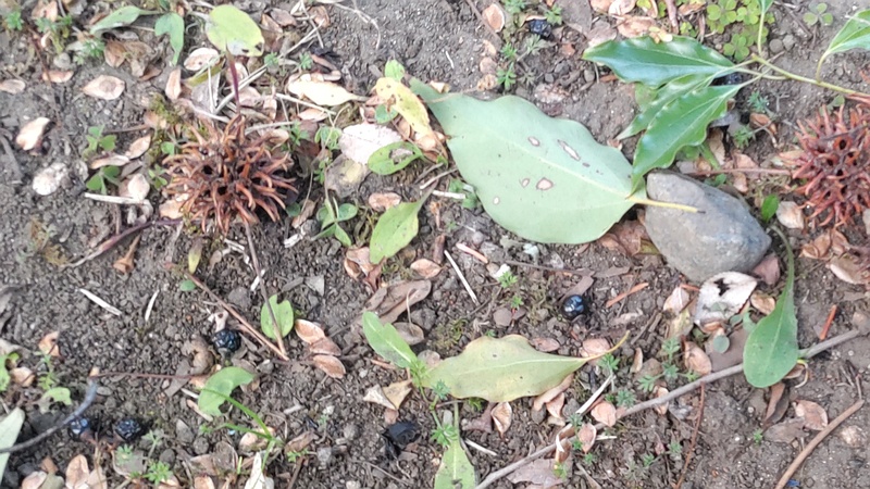 モミジバフウとクスノキの果実 東京都大田区平和島公園