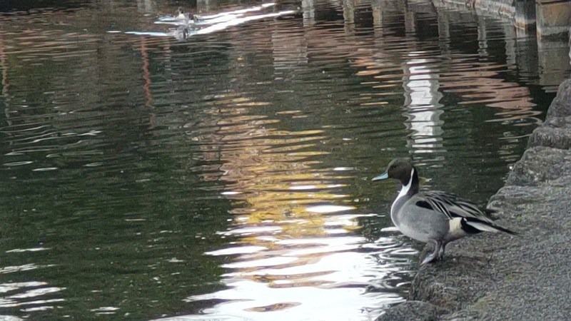 オナガガモ 東京都大田区平和の森公園