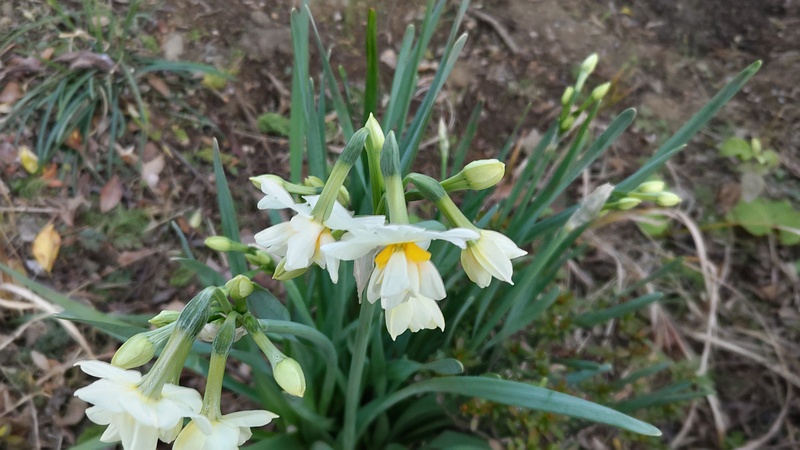 スイセンの花 東京都大田区平和島公園