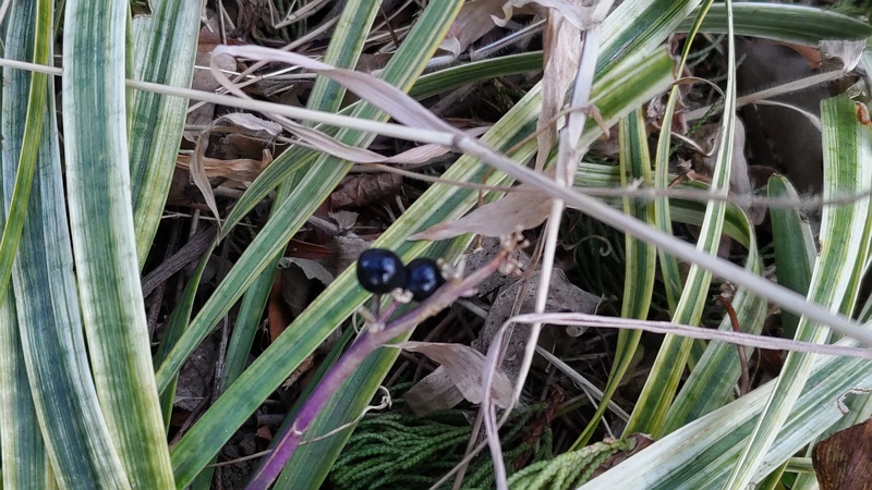 フイリヤブランの果実 東京都大田区平和島公園