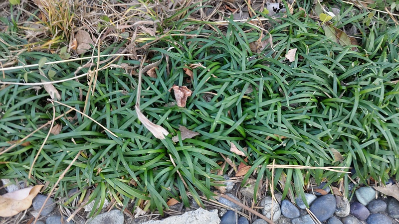ジャノヒゲ 東京都大田区平和島公園