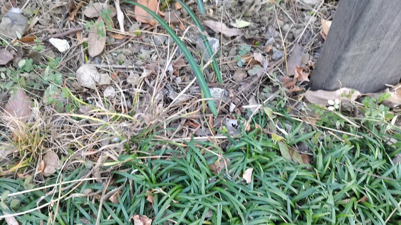 ジャノヒゲとスイセンの葉 東京都大田区平和島公園