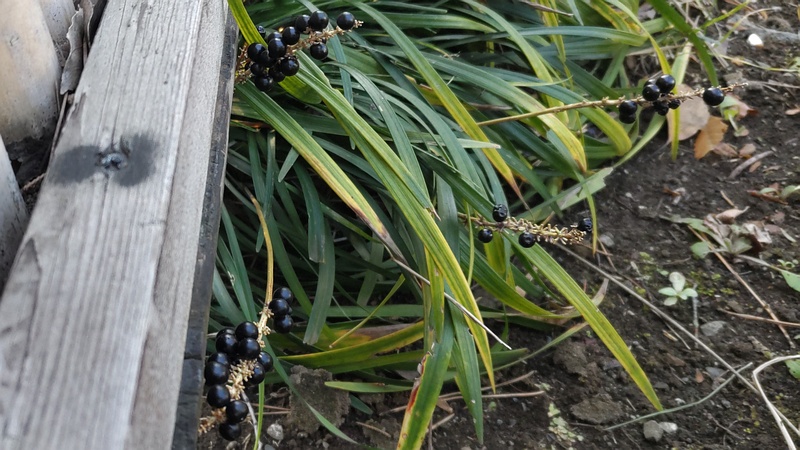 ヤブランの果実 東京都大田区平和島公園