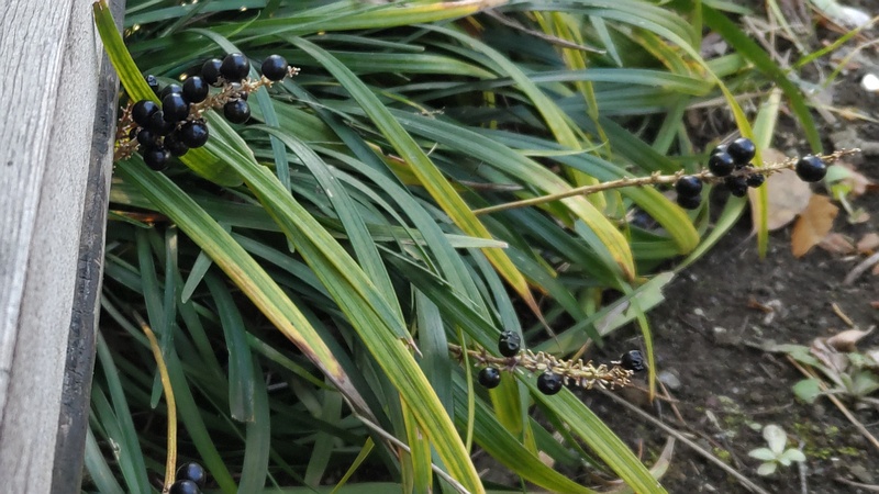 ヤブランの果実 東京都大田区平和島公園