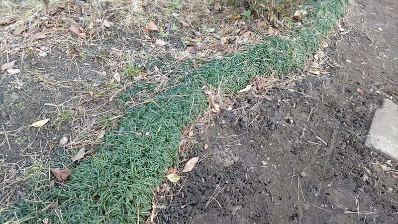 ジャノヒゲ 東京都大田区平和島公園