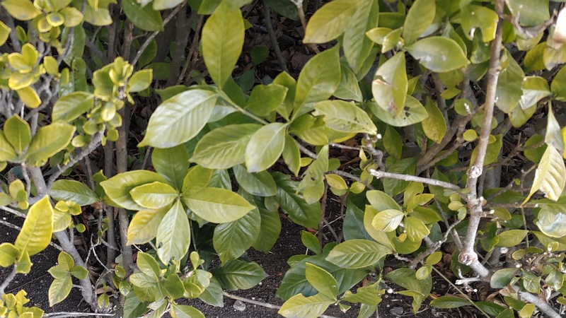 クチナシの葉 東京都大田区大和大橋