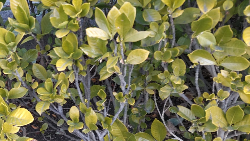 クチナシの葉 東京都大田区大和大橋