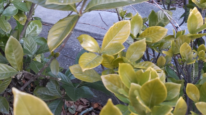 クチナシの葉 東京都大田区大和大橋