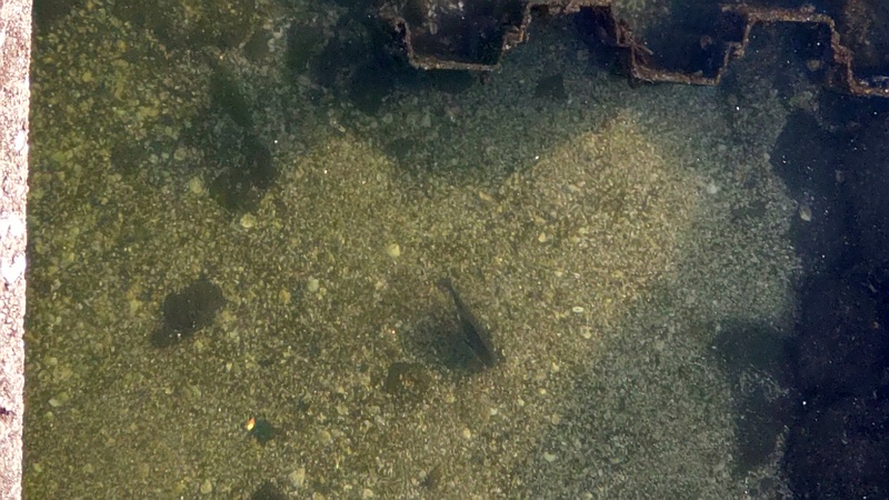 クロダイ 東京都大田区大和大橋