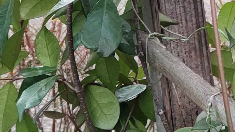 テイカカズラの気根 東京都大田区平和島公園