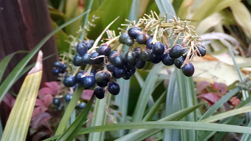 ノシランの果実 東京都大田区平和島公園