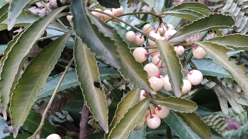 シロミノマンリョウの果実 東京都大田区平和島公園