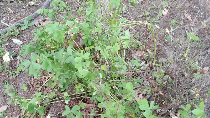 オッタチカタバミ 東京都大田区平和の森公園