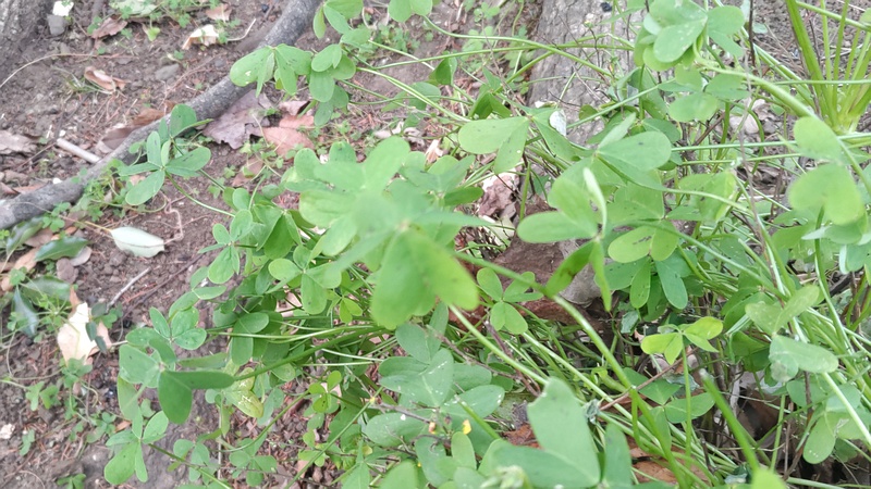 オッタチカタバミ 東京都大田区平和の森公園
