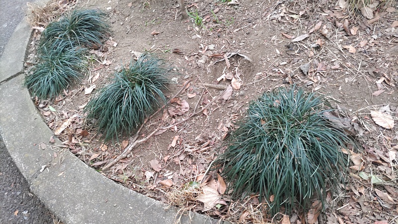 ジャノヒゲ 東京都大田区平和の森公園