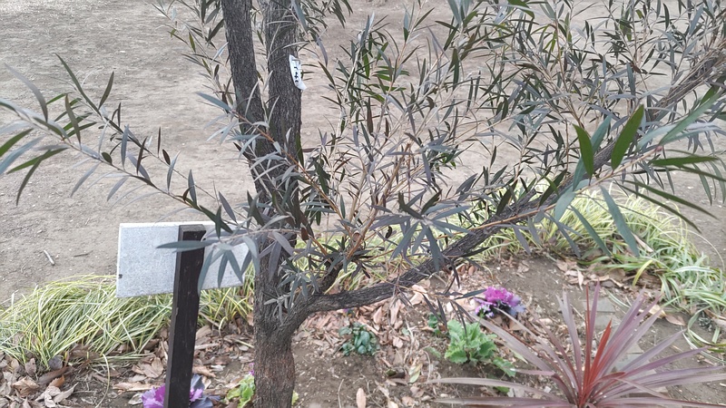 ブラシノキ 東京都大田区平和島公園