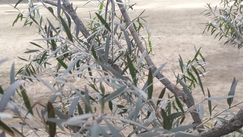 ブラシノキ 東京都大田区平和島公園