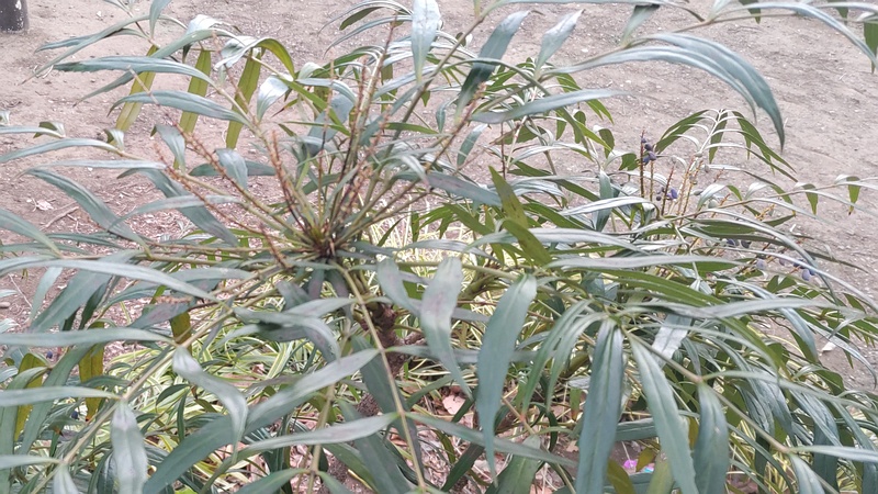 ホソバヒイラギナンテンの果実 東京都大田区平和の森公園
