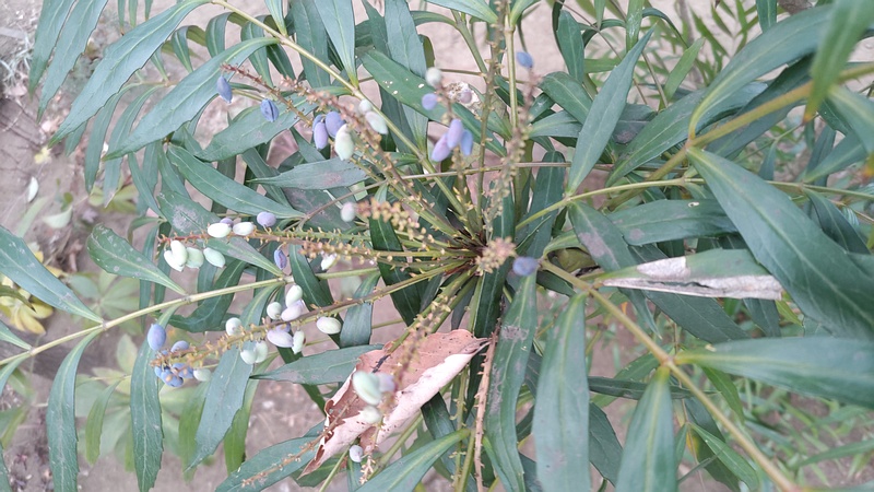 ホソバヒイラギナンテンの果実 東京都大田区平和の森公園