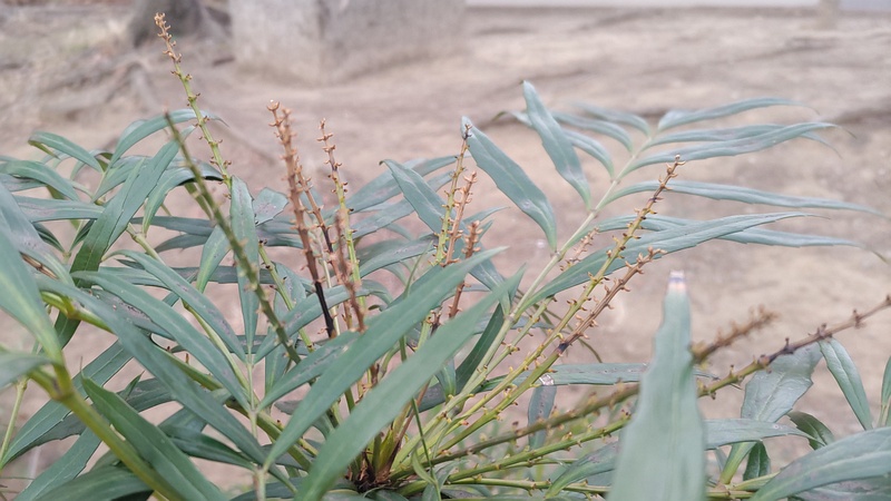 ホソバヒイラギナンテンの果実 東京都大田区平和の森公園