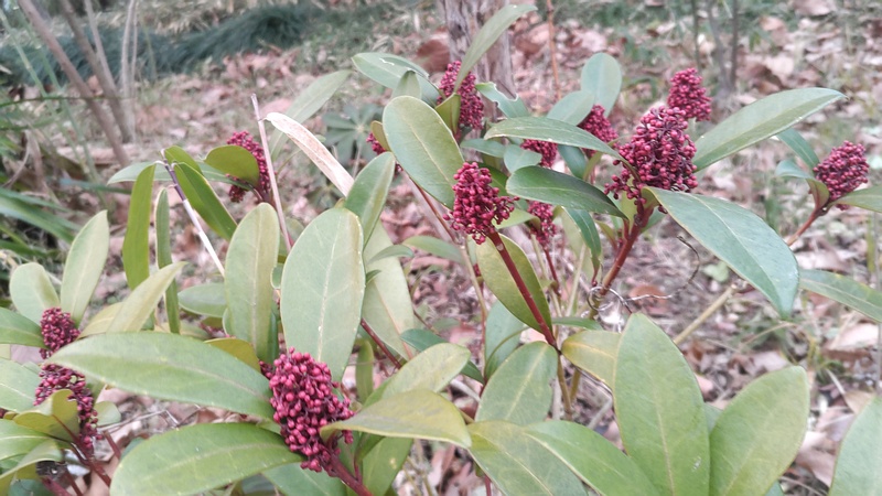 ミヤマシキミの蕾 東京都大田区平和の森公園