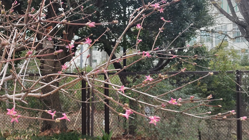 ウグイスカグラの花 東京都大田区平和の森公園