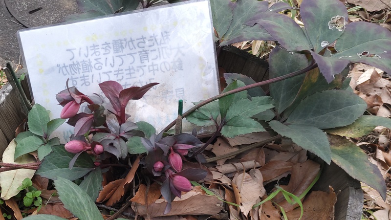 クリスマスローズの蕾 東京都大田区平和の森公園