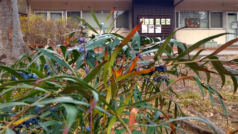 ホソバヒイラギナンテンの果実 東京都大田区平和の森公園