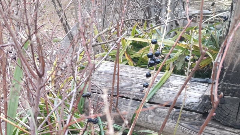 ヤブランの果実 東京都大田区平和島公園